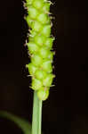 Limestone meadow sedge